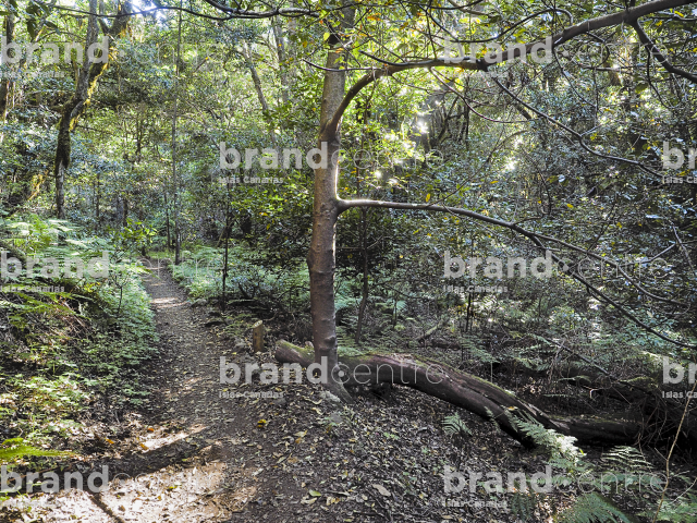 Las Creces Trail