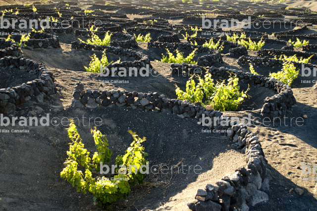 La Geria Trail, Lanzarote La Geria Trail, Lanzarote