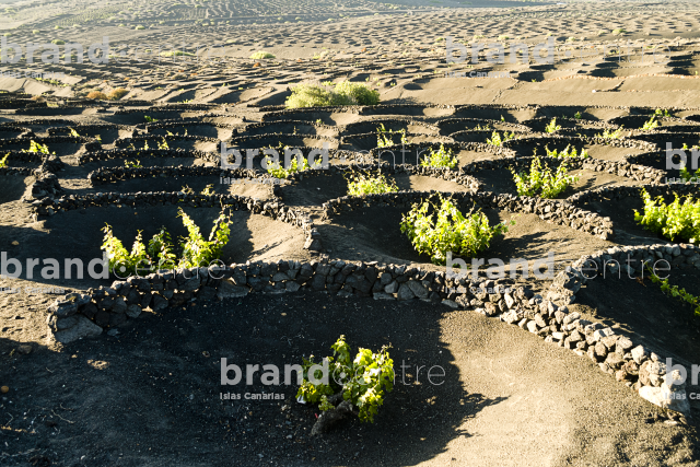La Geria Trail, Lanzarote