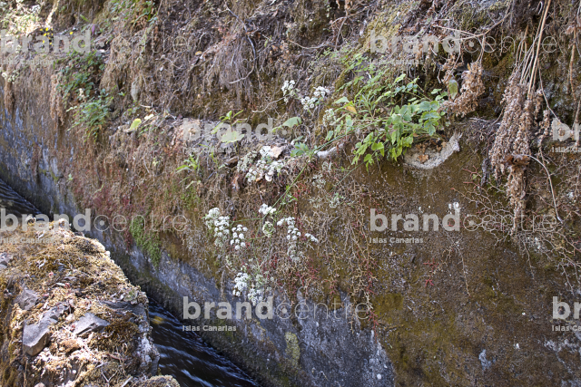 Marcos and Lamb Lambs