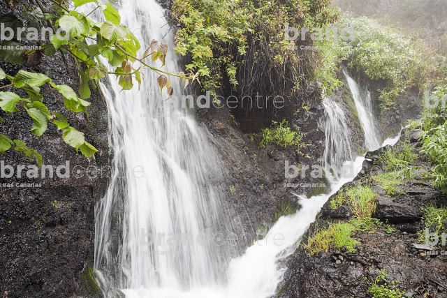 Marcos and Lamb Lambs Marcos and Lamb Lambs