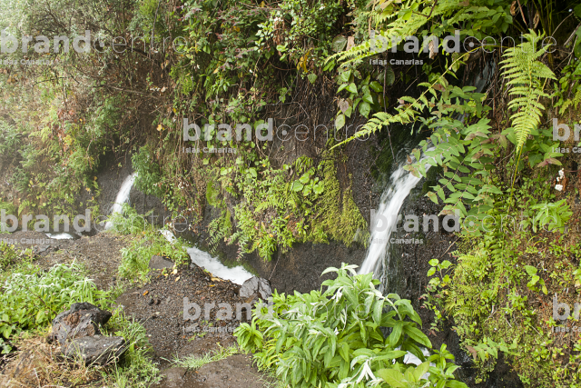 Sendero Necientes de Marcos y Cordero