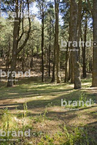 Path Routes of the Volcanoes, La Palma