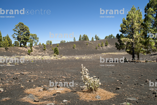 Sendero Rutas de los Volcanes, La Palma Sendero Rutas de los Volcanes, La Palma
