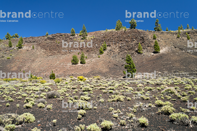 Path Routes of the Volcanoes, La Palma