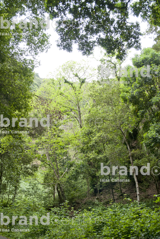 Trail the Cube of the Galga