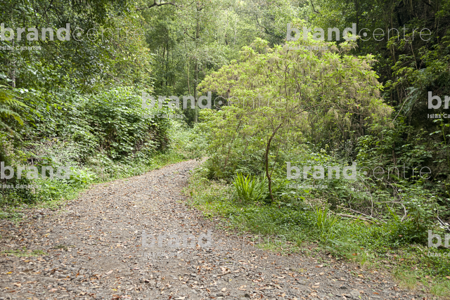 Trail the Cube of the Galga