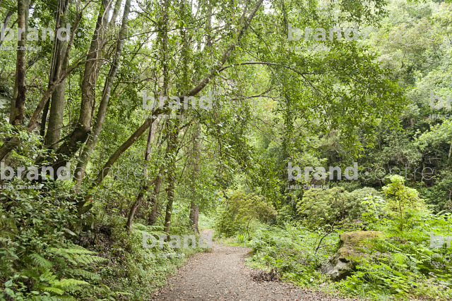 Trail the Cube of the Galga