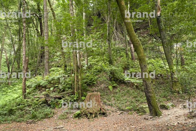 Trail the Cube of the Galga