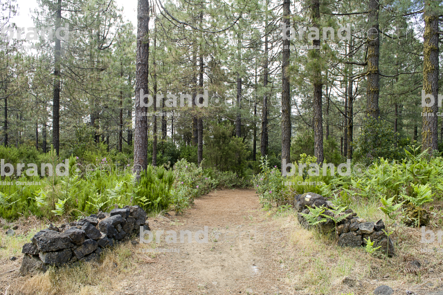 La Faya Trail