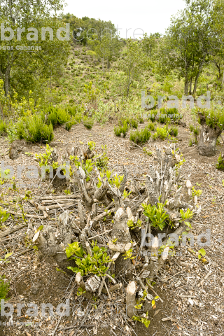 La Faya Trail La Faya Trail
