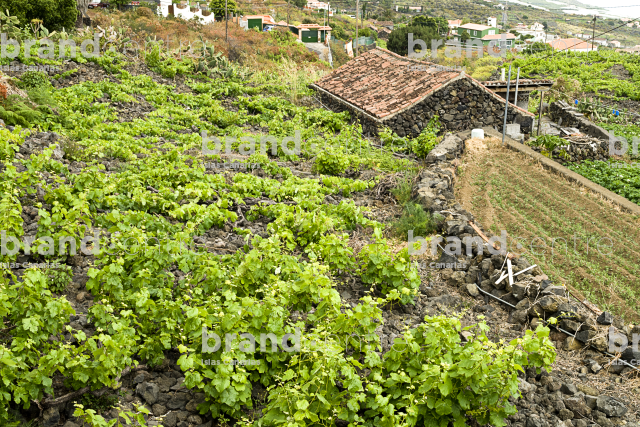 La Faya Trail La Faya Trail
