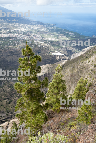 La Traviesa Trail