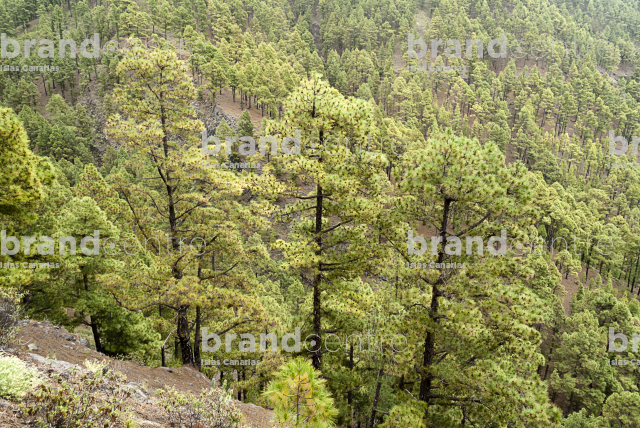La Traviesa Trail