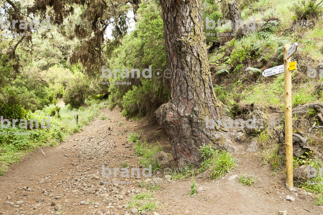 La Traviesa Trail