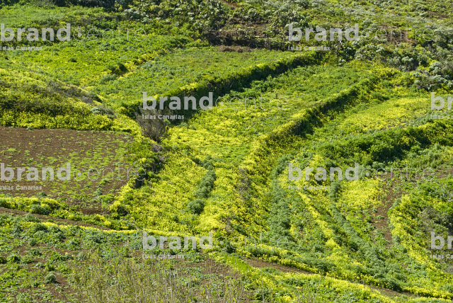 Sendero Cruz del Carmen- Punta Hidalgo