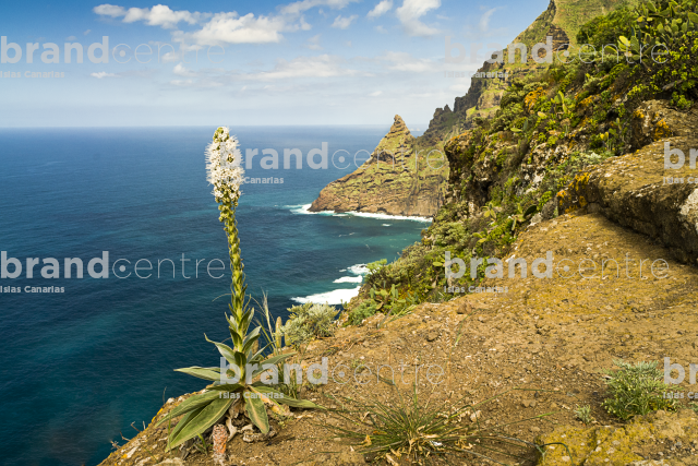 Cruz del Carmen Trail- Punta Hidalgo