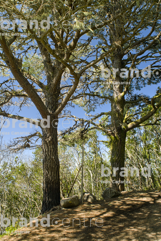 Monte del Agua Trail, Tenerife