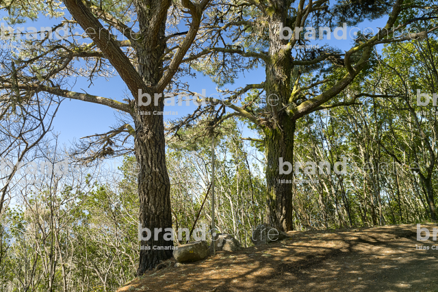 Monte del Agua Trail, Tenerife