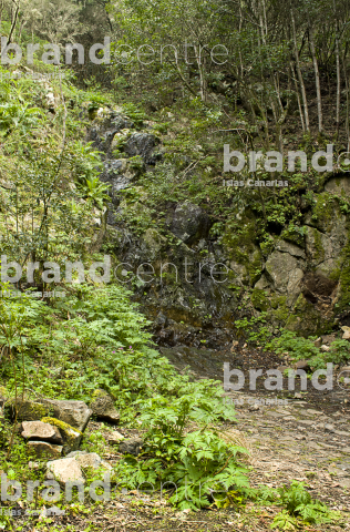 Sendero Monte del Agua, Tenerife Sendero Monte del Agua, Tenerife