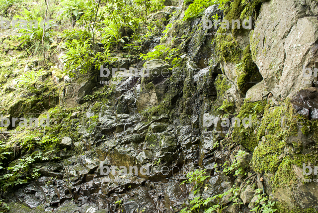 Monte del Agua Trail, Tenerife