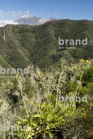 Monte del Agua Trail, Tenerife Monte del Agua Trail, Tenerife
