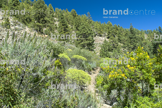 Sendero Circular de las Vegas, Tenerife