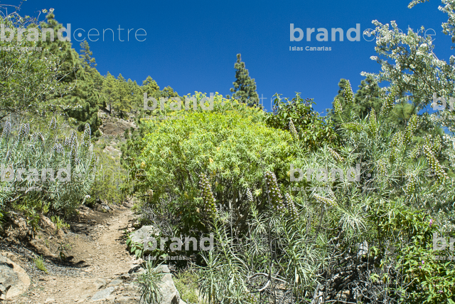 Las Vegas Circular Trail, Tenerife Las Vegas Circular Trail, Tenerife