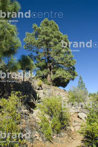 Las Vegas Circular Trail, Tenerife Las Vegas Circular Trail, Tenerife