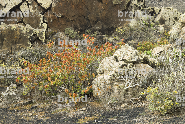The Gracioseros Trail