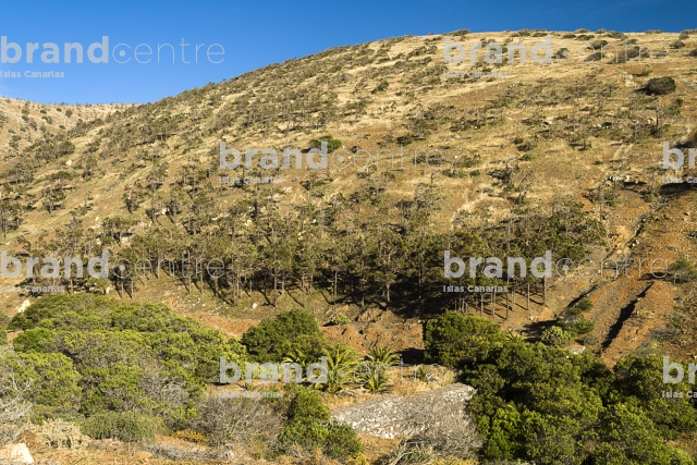 Sendero Betancuria - Valles de Ortega