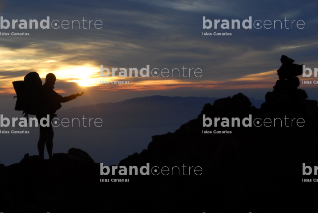 Teide forest crown