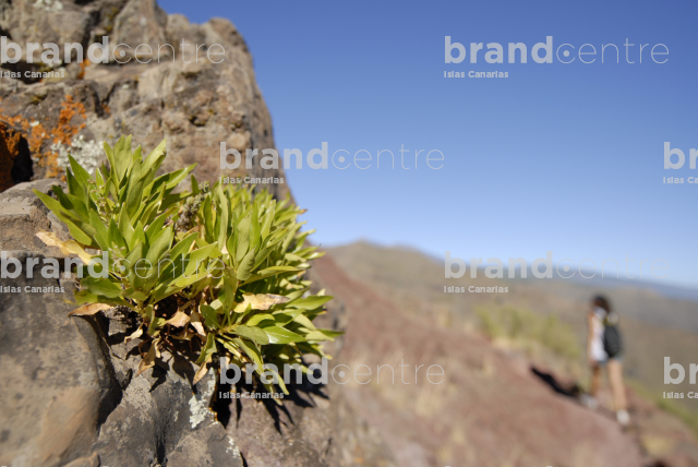 Parque Nacional del Teide