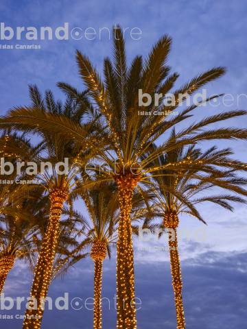 Palm Trees Lighting Palm Trees Lighting