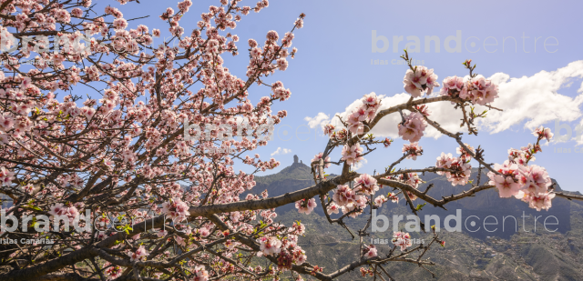 Almond blossom Tejeda Almond blossom Tejeda