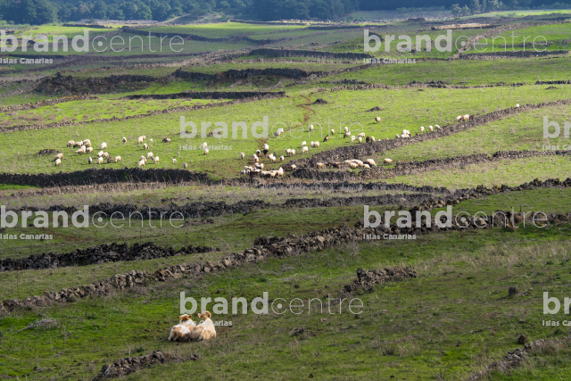 Meadows of the Nisdafe Plateau