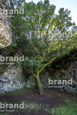 Holy Tree, Garoé
