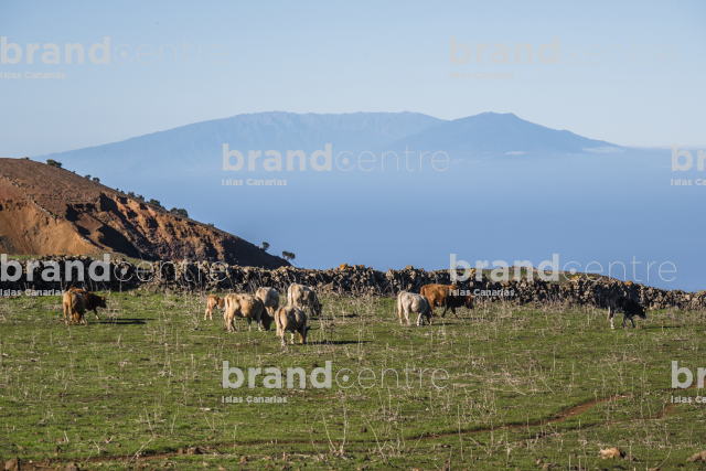 Meadows of the Nisdafe Plateau with La Palma in the background