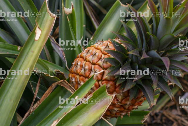 Tropical pineapple Tropical pineapple