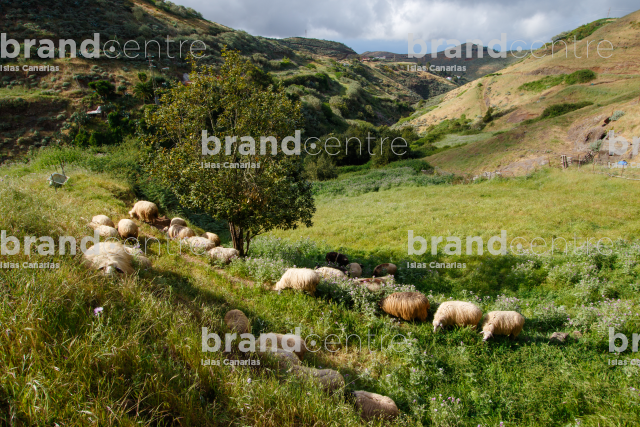 Sheep in High Mountain Sheep in High Mountain
