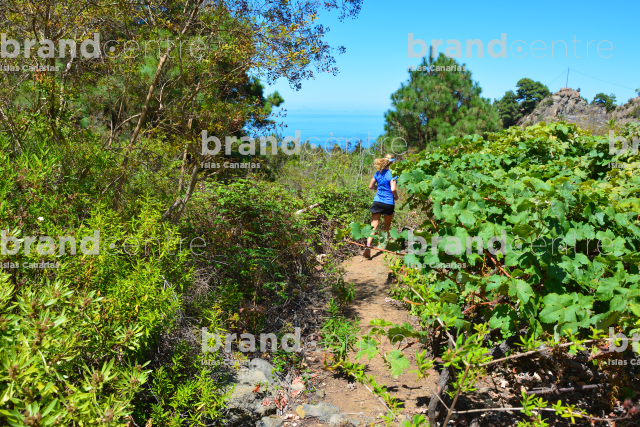 Icod de los Vinos Icod de los Vinos