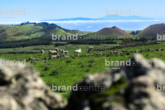 Camino del Cercado Camino del Cercado