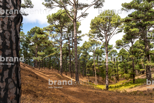Pinewood Pinewood