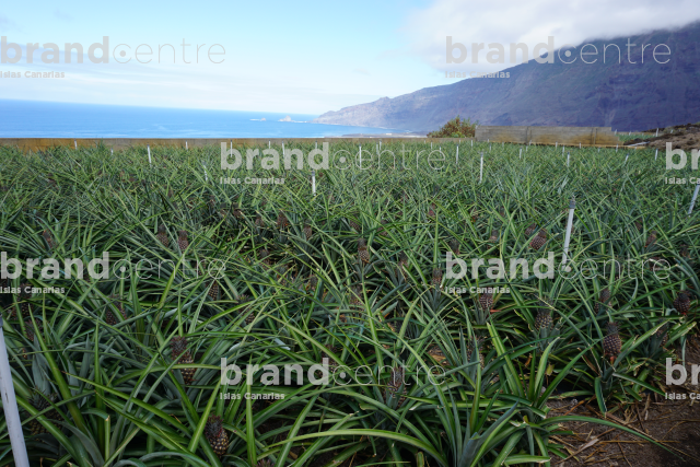 Plantación de piñas