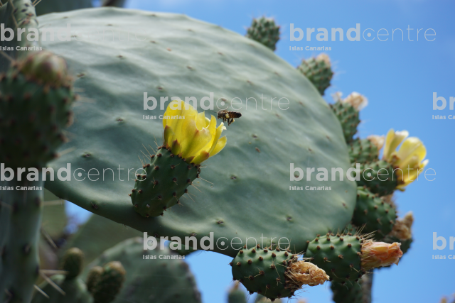 Miel de abejas