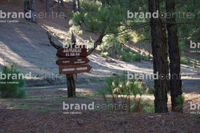 Señal de Madera en el boque de pino canario (Ruta en coche 4x4 por pistas forestales)