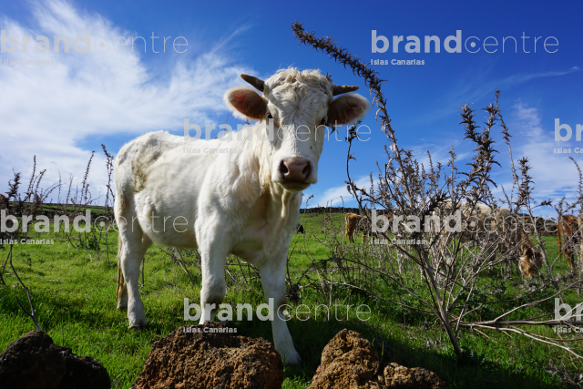 Ganado en Nisdafe (Ruta escénica en coche del Mirador de Jinama al Mirador de La Peña)