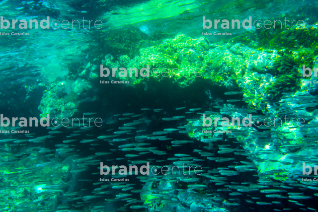 Seabed with fishes