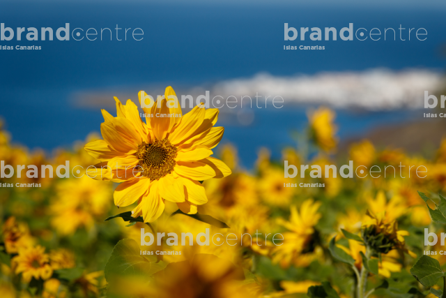 Campo de girasoles en Guayedra