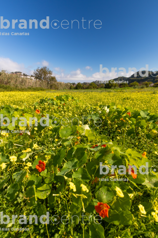 Campo de primavera con flores